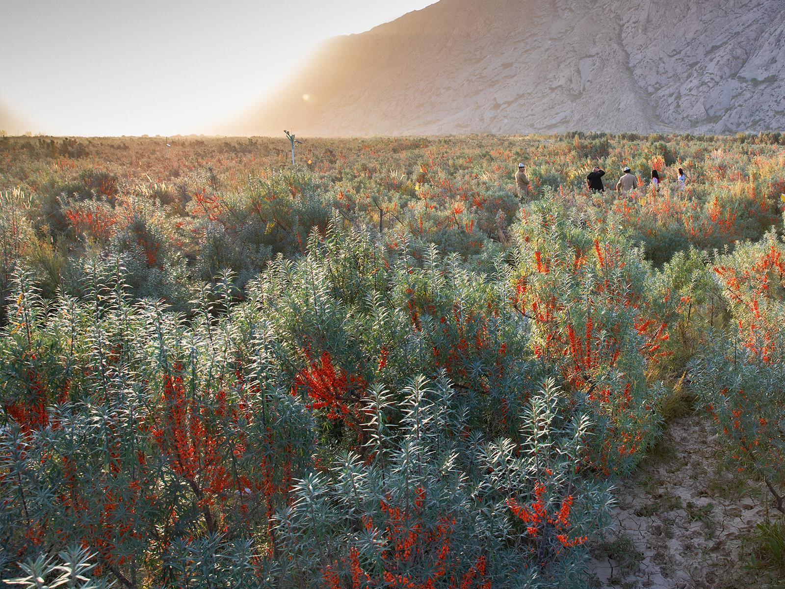入选2023年度第一批重点园区引才育才计划，中科沙棘科研实力再获认可！